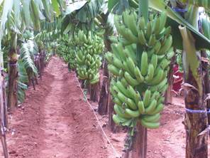 precision farming